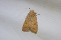Sunira circellaris