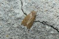 Sunira circellaris