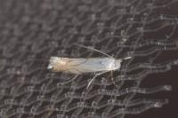 Phyllonorycter harrisella