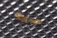 Phyllonorycter ulmifoliella