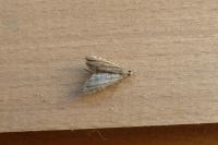 Diplopseustis perieresalis