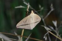 Rhodometra sacraria