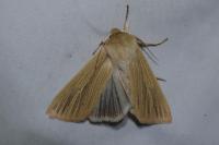 Mythimna impura