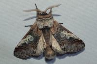 Diloba caeruleocephala