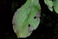 Antispila petryi