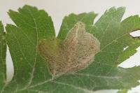 Phyllonorycter corylifoliella