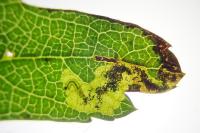 Ectoedemia atricollis