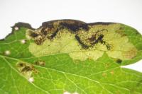 Ectoedemia atricollis