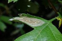 Phyllonorycter corylifoliella