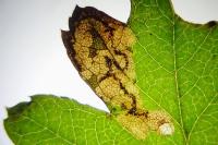 Ectoedemia atricollis