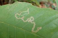 Stigmella samiatella