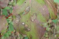 Antispila petryi