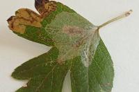 Phyllonorycter corylifoliella