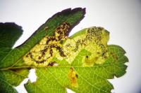 Ectoedemia atricollis