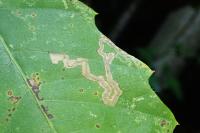 Stigmella samiatella