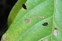 Bucculatrix frangutella