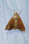 Conistra ligula