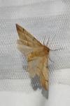 Colotois pennaria