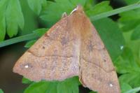 Colotois pennaria