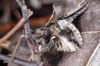 Autographa gamma