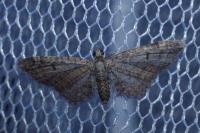 Eupithecia ultimaria