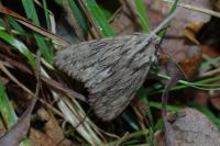 Asteroscopus sphinx