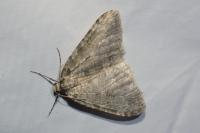 Epirrita dilutata