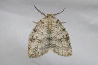 Epirrita