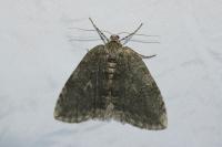 Epirrita