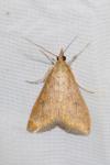 Udea ferrugalis