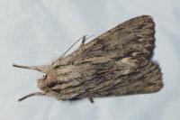 Asteroscopus sphinx
