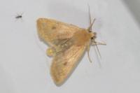 Sunira circellaris