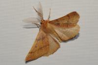 Colotois pennaria