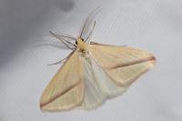 Rhodometra sacraria