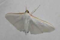 Palpita vitrealis