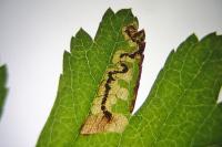 Stigmella regiella