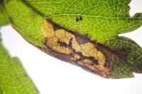 Stigmella regiella