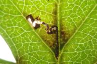 Bucculatrix bechsteinella