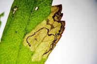 Stigmella regiella
