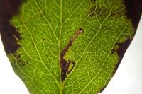 Bucculatrix bechsteinella