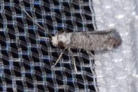 Paraswammerdamia albicapitella