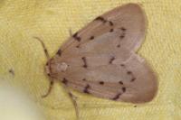 Paidia rica