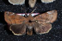 Cosmia affinis