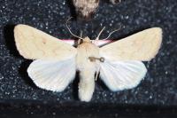 Mythimna vitellina
