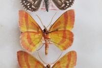 Rhodostrophia calabra