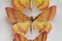 Rhodostrophia calabra