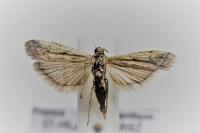 Phycitodes inquinatella