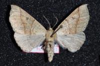 Crocallis dardoinaria