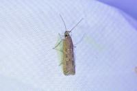 Helcystogramma triannulella