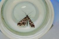 Diasemiopsis ramburialis